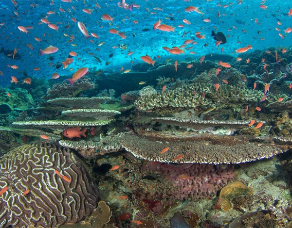 A healthy reef in Indonesia teems with life
