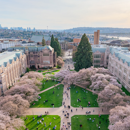 Quad cherry trees in bloom shot from above