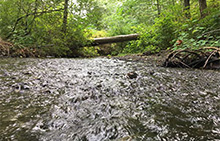 Most coho salmon returning to Miller Creek in Normandy Park, Washington, die before they can spawn.