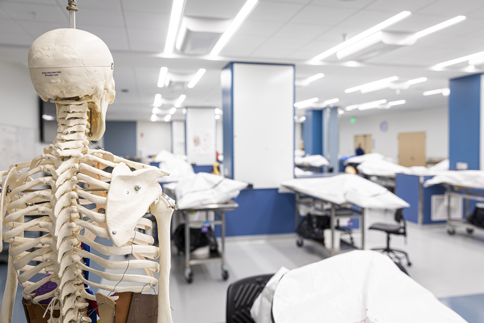 anatomy lab with skeleton in foreground