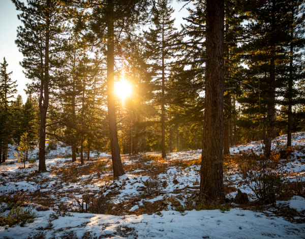 Snow underneath trees with the sun shining through toward the camera