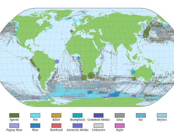 World map with different colored sections representing whale locations