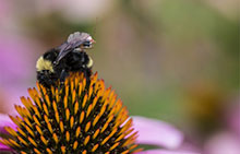 Bumble bee with a tiny sensor package on its back. Photo: Mark Stone/University of Washington