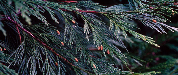 a close up of cedar branches