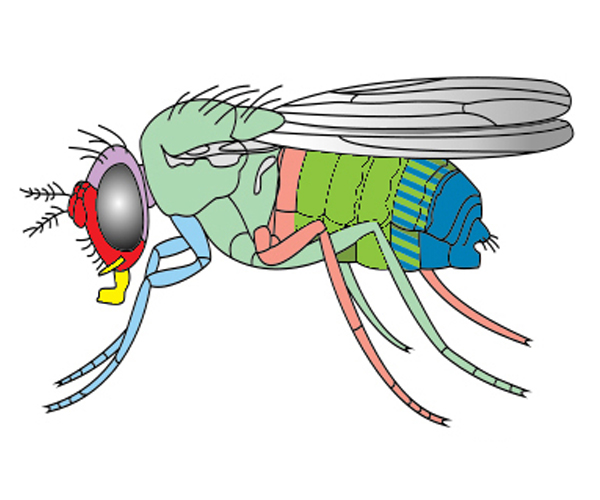 A drawing of a fruit fly.