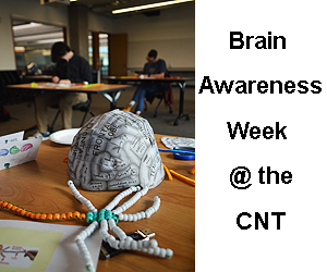 Brain toys and students at desks in the background.
