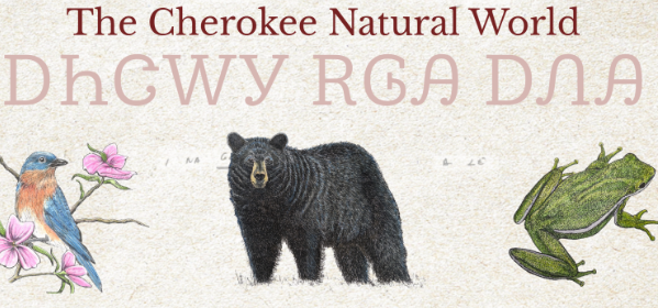illustration of a bluebird, black bear, and green frog